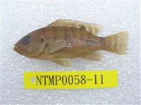 藏品(吉利慈鯛)的圖片